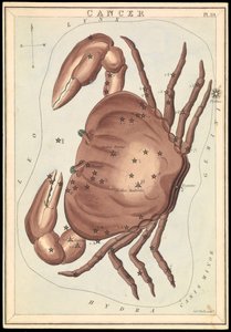 Kreeft, ca. 1825 door Sydney Hall