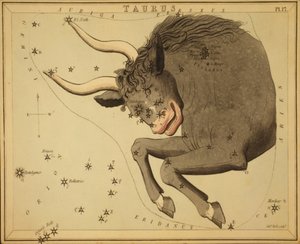 Stier, Illustratie uit 