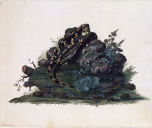 Salamander, aquarel door Sidney Parkinson (ca. 1745-1771), VK door Sydney Parkinson