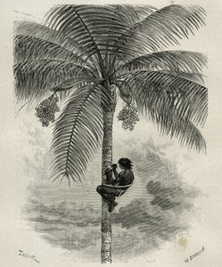 De oogst van de was van de ceroxylon palm, in Quindio (Colombia), gravure door Taylor en Ferdinandus, ter illustratie van het verhaal L