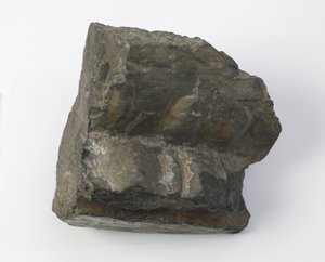 Fragment van een Lotusvoetstuk