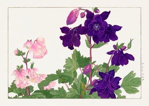 Aquilegia bloem van "Seiyou Sokazufu".