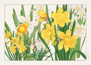 Narcis van "Seiyou Sokazufu". door Tanigami Konan