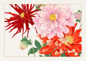 Dahlia bloem van "Seiyou Sokazufu".