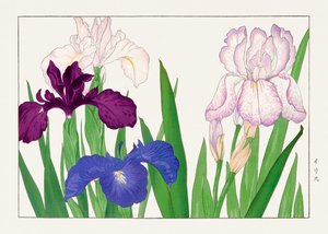 Irisbloem van "Seiyou Sokazufu". door Tanigami Konan