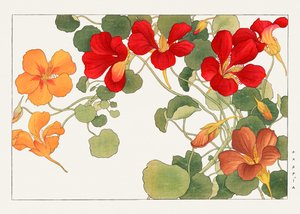 Oost-Indische kers uit "Seiyou Sokazufu".