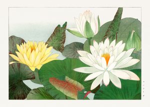 Nymphaea lotus van "Seiyou Sokazufu