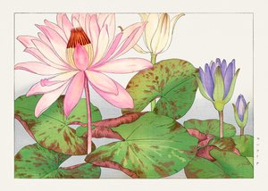 Nymphaea lotus van "Seiyou Sokazufu door Tanigami Konan