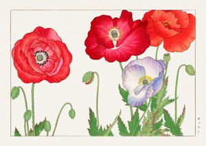 Vintage klaproosbloem van "Seiyou Sokazufu".