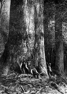 Reusachtige eucalyptus, Australië, 1886 door Taylor