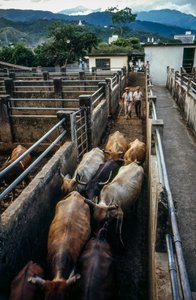 Vee arriveert bij de corral van Palmira, Colombia