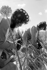 Familieboer Ed Ker op A.M. Ker Ranch is een agrarische pionier die alfalfa verbouwt door Ted Spiegel