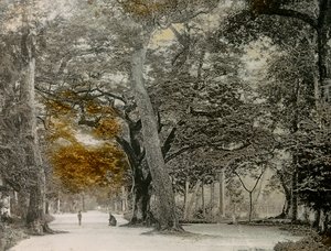 Eeuwenoude bomen in Shimogamo Park, Kyoto, circa 1900 - 1915 (foto)
