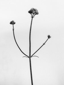 Te midden van de bloemen 11, 2021 door Teis Albers