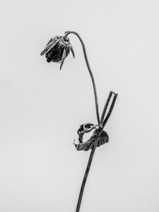 Te midden van de bloemen 12 door Teis Albers