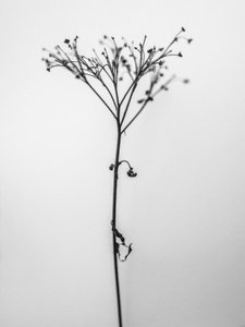 Te midden van de Bloemen 13, 2021 door Teis Albers