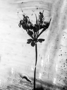 Te midden van de bloemen 14, 2021 door Teis Albers