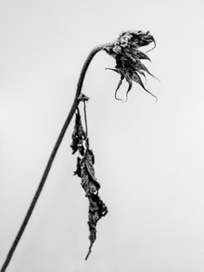Te midden van de Bloemen 15, 2021 door Teis Albers
