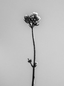 Te midden van de Bloemen 16, 2021