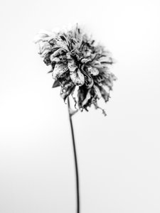 Te midden van de Bloemen 17, 2021 door Teis Albers