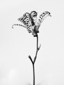 Te midden van de Bloemen 18