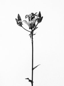 Te midden van de bloemen 19, 2021