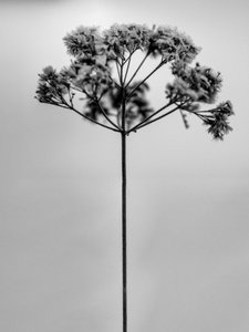 Te midden van de bloemen 1, 2021 door Teis Albers