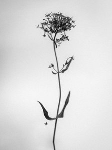 Te midden van de Bloemen 21