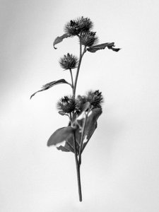 Te midden van de bloemen 23, 2021