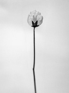 Te midden van de bloemen 26