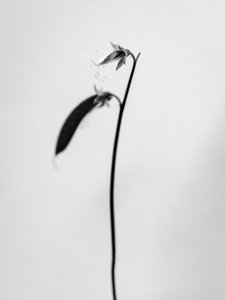 Te midden van de bloemen 27