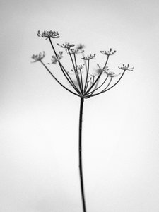 Te midden van de Bloemen 29 door Teis Albers