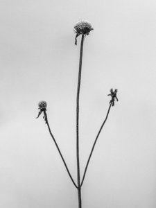 Te midden van de Bloemen 2