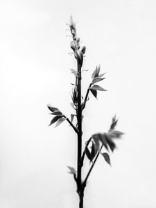 Te midden van de bloemen 32, 2021