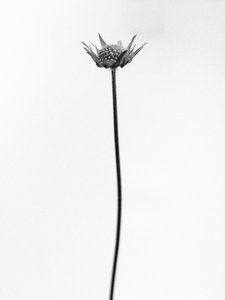 Te midden van de bloemen 33 door Teis Albers