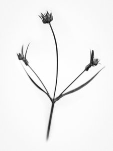 Te midden van de Bloemen 34