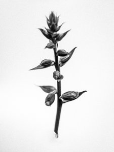 Te midden van de bloemen 35, 2021