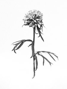Te midden van de bloemen 36