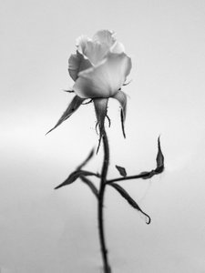 Te midden van de bloemen 40