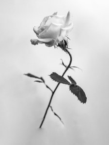 Te midden van de bloemen 41, 2021