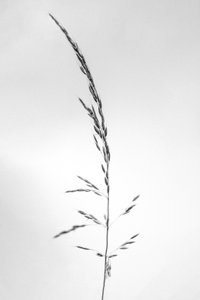 Te midden van de Bloemen 45, 2021 door Teis Albers