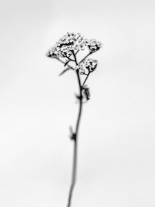 Te midden van de bloemen 47