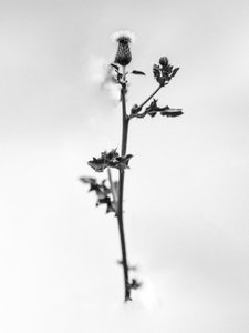 Te midden van de bloemen 48