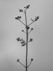 Te midden van de bloemen 4 door Teis Albers