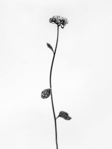 Te midden van de bloemen 50