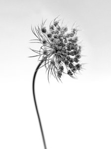 Te midden van de Bloemen 52 door Teis Albers