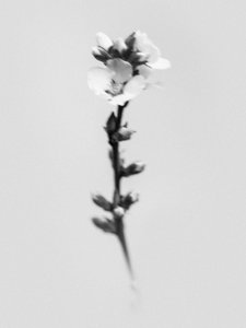Te midden van de bloemen 55