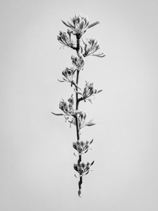 Te midden van de bloemen 59