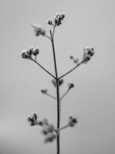 Te midden van de bloemen 5, 2021 door Teis Albers