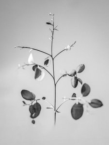 Te midden van de Bloemen 60
